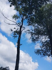 tree and sky