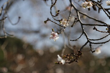 Autumn Colors Japan, single sakura flower during fall season 