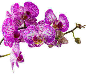 Fototapeta na wymiar Branch of orchid phalaenopsis isolated on white background