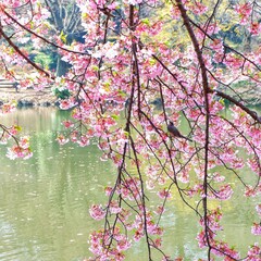 桜 花見 イメージ