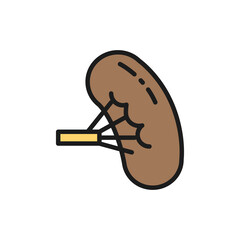 Spleen, human organ flat color line icon. Isolated on white background