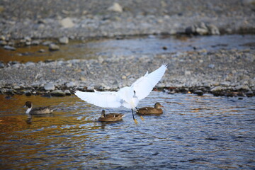 Little Egret flying in kyoto