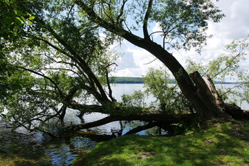 Baum im Wasser am Seeufer am Tollensesee in Neubrandenburg