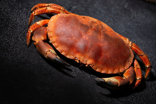 Crabe cuit en gros plan sur le fond noir