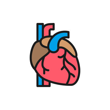 Heart, artery, vein, human organ flat color line icon.