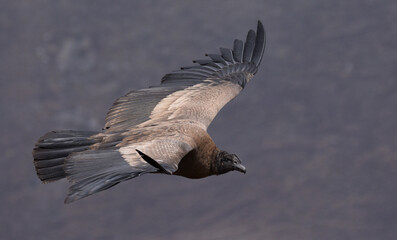Andean condor in colca canyon, Peru