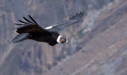 Male andean condor in colca canyon, Peru