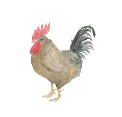 Watercolor painting rooster isolated on white