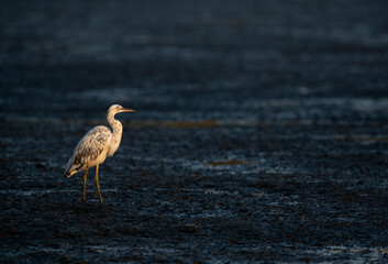 Juvenile Western reef heron at Tubli bay, Bahrain