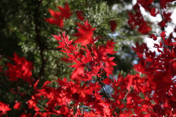 Autumn Colors Japan, Red japanese maple leaves background