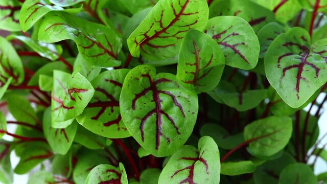 close up red sorrel leaves 