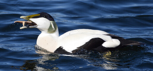 Common eider in Norway