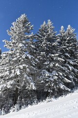 Spruce trees under the snow