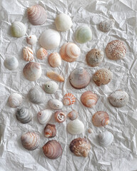 Mollusk Shells Over Textured Paper