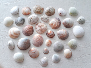 Fototapeta na wymiar Mollusk Shells Over Textured Paper