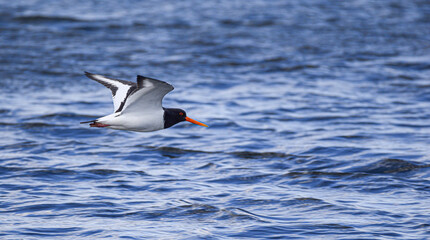 Eurasian oystercatcher in Norway