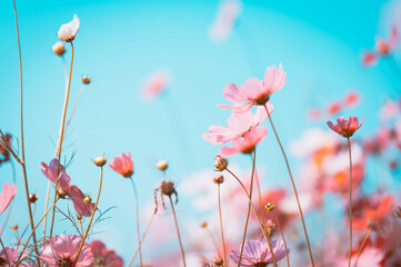 flowers in the meadow