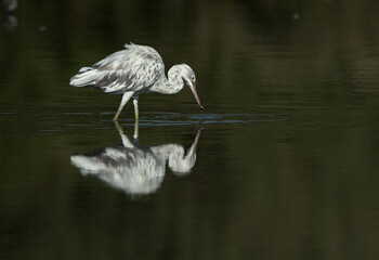 Juvenile Western reef heron feeding at Tubli bay, Bahrain