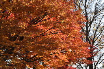 Autumn Colors Japan, Red japanese maple leaves background