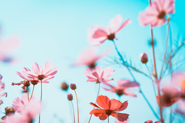 beautiful cosmos flowers are blooming in vintage tones with bright sky background.