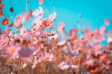 beautiful cosmos flowers are blooming in vintage tones with bright sky background.