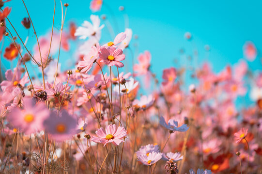 beautiful cosmos flowers are blooming in vintage tones with bright sky background.