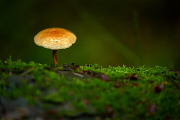 Pacific Northwest Forest Mushroom. A wild mushroom growing in a damp Pacific Northwest forest.

