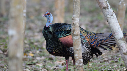 Ocellated turkey in Tikal