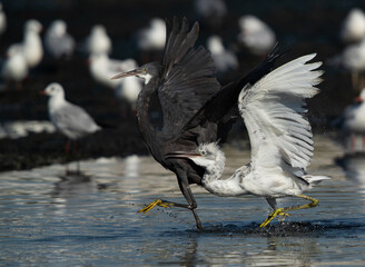 Juvenile Western reef heron chasing other for fish at Tubli bay, Bahrain