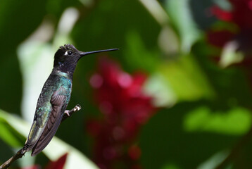 Fototapeta na wymiar Rivoli`s Hummingbird in Guatemala