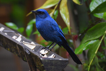 A unicolored Jay in Guatemala