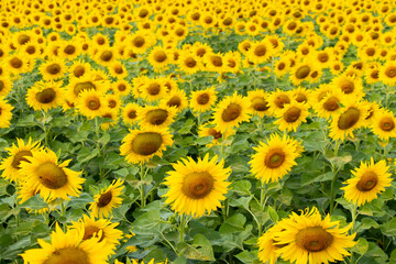 Beautiful yellow color sunflower in the agriculture farm background