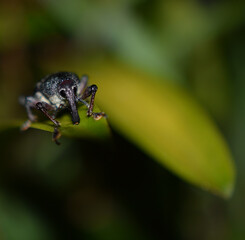 A true weevil from the deep jungles of Peru