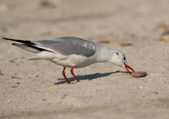 Black-headed gull eating leftover at Busaiteen coast of Bahrain