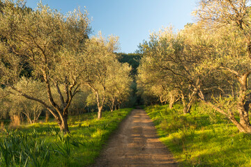 A grove of olive trees at dusk, Paarl, South Africa