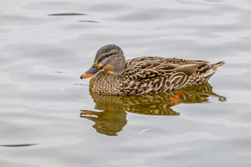 Hen Mallard (Anas platyrhynchos) duck sitting on the water during winter. Selective focus, background blur and foreground blur.
