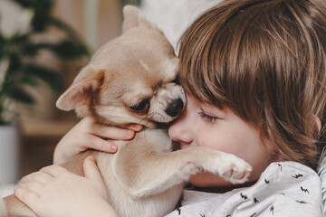 Chihuahua dog licks little laughing child's face on couch with blanket. Portrait of a happy caucasian kid boy hugging a puppy at cozy home on sofa and play together.