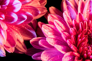 A close-up shot of a dahlia in full bloom