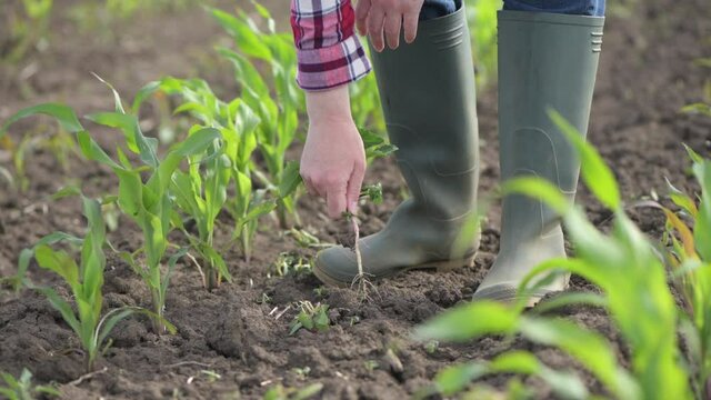 Female farmer walking and examining young green corn crops in field and pulling the weed out
