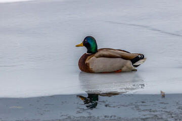 Drake Mallard (Anas platyrhynchos) duck sitting on the ice during winter. Selective focus, background blur and foreground blur.
