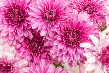 A close-up shot of a dahlia in full bloom