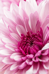 A close-up shot of a dahlia in full bloom