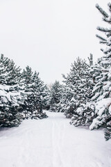 Winter trees - christmas tree in snow, winter nature
Śnieg na choinkach, zimowa natura - obrazy, fototapety, plakaty