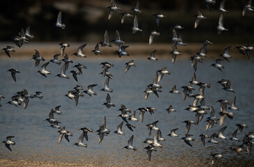 Flock of Dunlins and little stints flying at Tubli bay, Bahrain