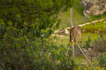 LINCE IBÉRICO- IBERIAN LYNX (Lynx pardinus) salvaje fotografiado en el Parque Natural Sierra de Andújar, Jaen, Andalucía, España