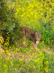 LINCE IBÉRICO- IBERIAN LYNX (Lynx pardinus) salvaje fotografiado en el Parque Natural Sierra de Andújar, Jaen, Andalucía, España