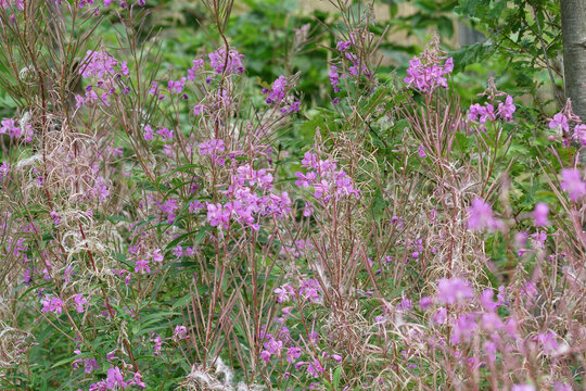 Purple flowers of the fireweed, Chamaenerion angustifolium