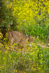 LINCE IBÉRICO- IBERIAN LYNX (Lynx pardinus) salvaje fotografiado en el Parque Natural Sierra de Andújar, Jaen, Andalucía, España