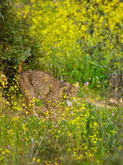 LINCE IBÉRICO- IBERIAN LYNX (Lynx pardinus) salvaje fotografiado en el Parque Natural Sierra de Andújar, Jaen, Andalucía, España