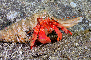 ベニホンヤドカリ